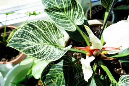 Preview: Houseplant philodendron Birkin on the windowsill by the window. Growing and caring for indoor plant