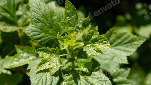 Preview: Currant leaves damaged by fungal diseases or insect pests.
