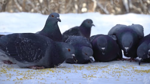 Preview: Pigeons eating grain in snow. Media. Close-up of pigeons coming to eat scattered millet grains in