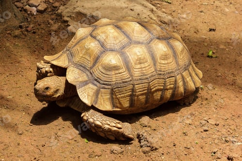 Preview: African Spurred Tortoise on the ground