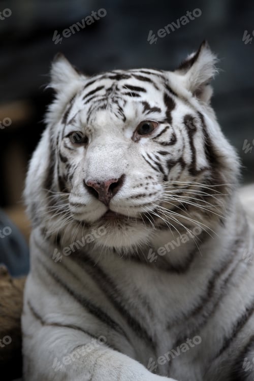 Preview: White tigress