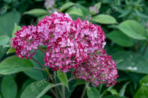 Preview: Hydrangea arborescens Magical Pinkerbell flowers in garden