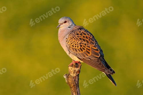 Preview: European turtle dove sitting perched on branch with blurred yellow background