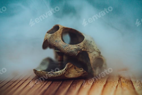 Preview: Scary turtle skull covered with fog-Halloween