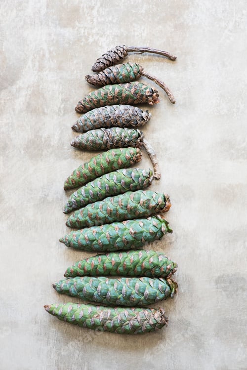Preview: Pine cones arranged in row
