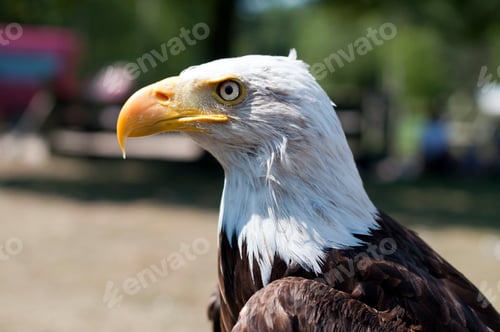 Preview: sea eagle closeup with white neck hairs and yellow beak