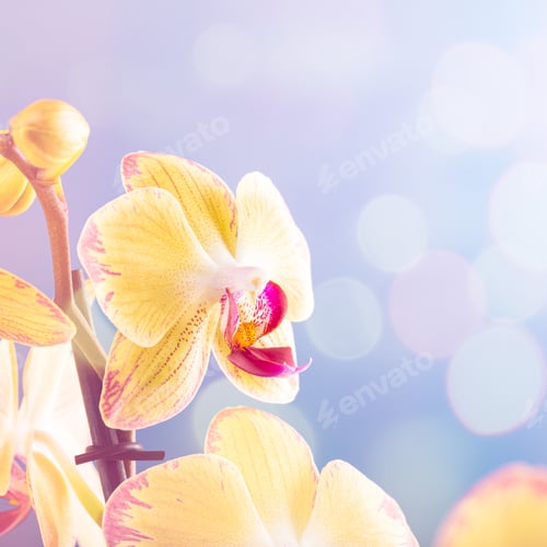 Preview: Orchid flower yellow bloom