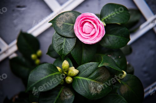 Preview: Closeup shot of a Japanese camellia flower