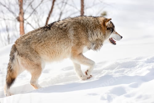 Preview: Side view of furry Eurasian wolf strolling on snow