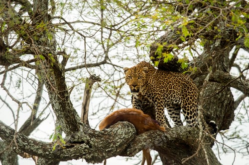 Preview: Leopard guarding recent kill in african tree