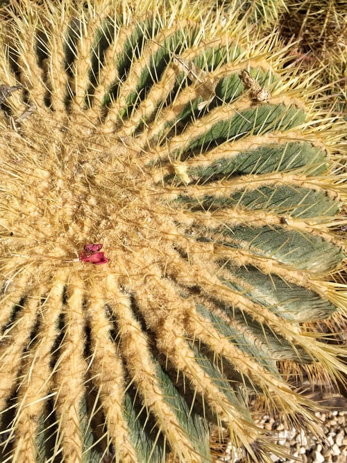 Preview: Cactus garden