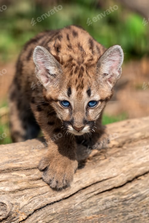Preview: Portrait baby cougar, mountain lion