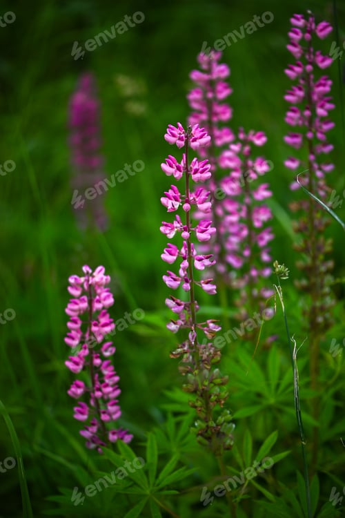 Preview: Vertical nature background with blooming lupines in soft pink color
