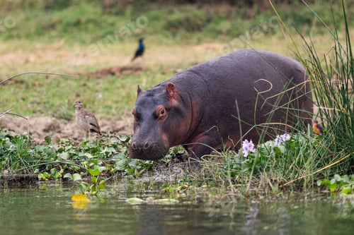 Preview: a hippopfe sits in the grass near some water