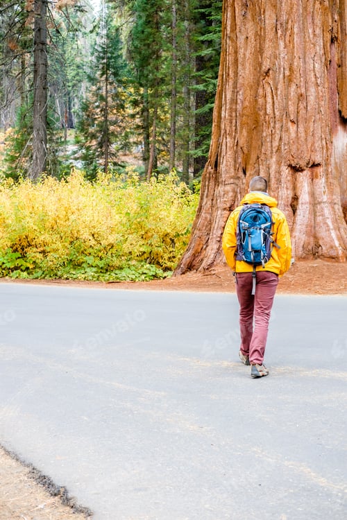 Preview: Tourist With Backpack Hiking In Sequoia National Park. California, United States.
