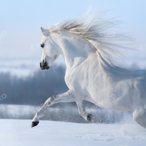 Preview: Beautiful white horse with long mane galloping across winter mea