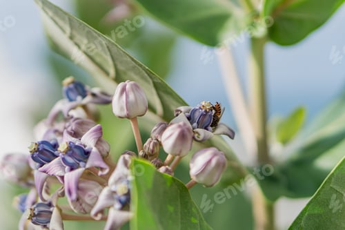 Preview: Close-Up of Purple Flowers with Bee