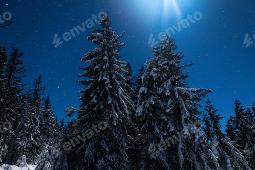 Preview: Beautiful nature starry sky with snowy fir