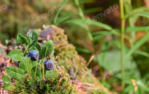 Preview: Red wood ant crawls on a blueberry bush, with ripe berries