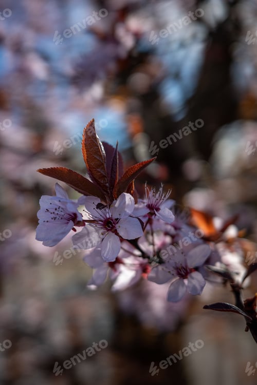 Preview: Tree branch with pink flowers