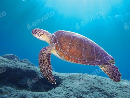 Preview: A magnificent green sea turtle swimming in the crystal blue sea of Cyprus