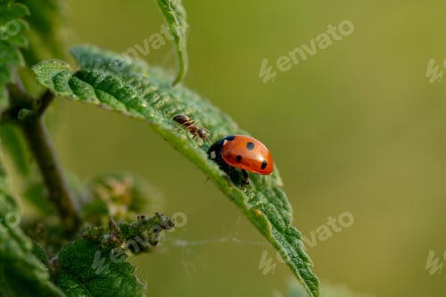 Preview: Ladybug and an ant on plant leaf on a green background
