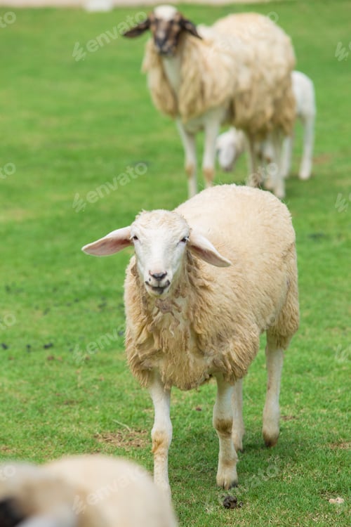Preview: Sheep in a Green Field