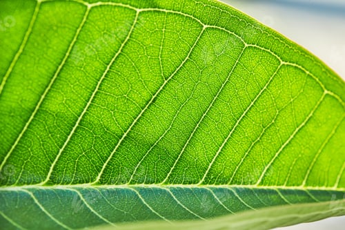 Preview: Leaf of flowering plant Sacuanjoche or Plumeria Rubra