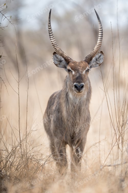 Preview: Closeup shot of a waterbuck with a blurred background
