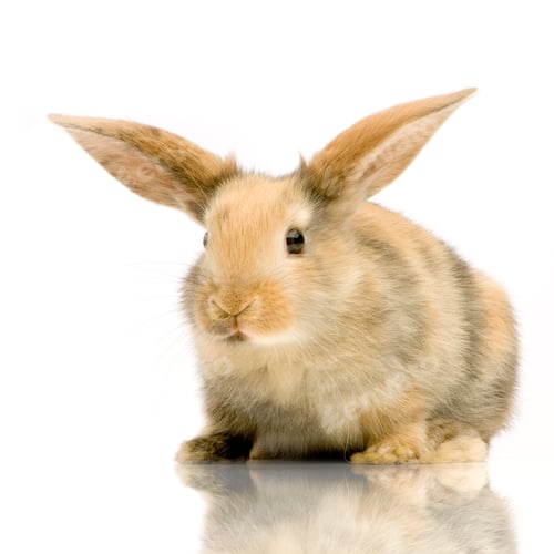 Preview: Rabbit