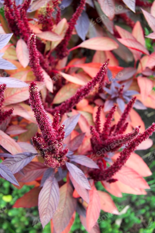 Preview: red flower in garden on grass