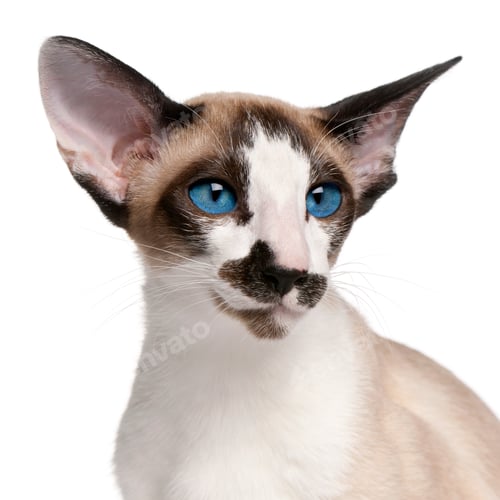 Preview: Siamese cat, 7 months old, headshot in front of white background
