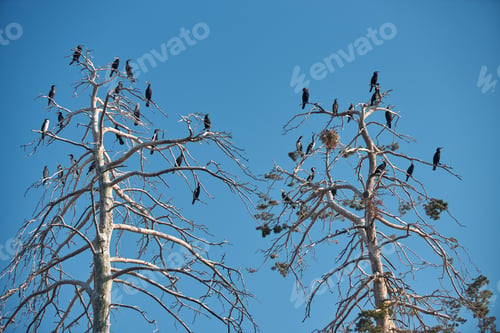 Preview: Colony of cormorants on a dead pine trees. Batak lake, Bulgaria