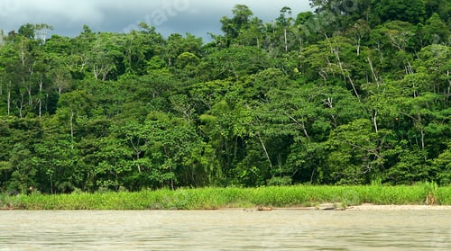Preview: Tropical Rainforest, Amazonia, Ecuador