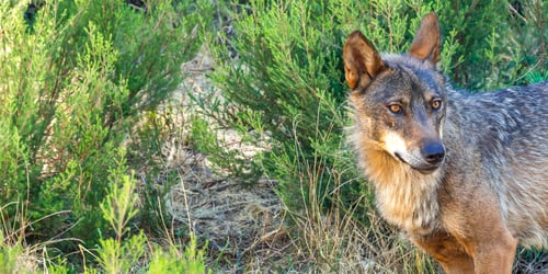 Preview: Iberian Wolf, Zamora, Spain
