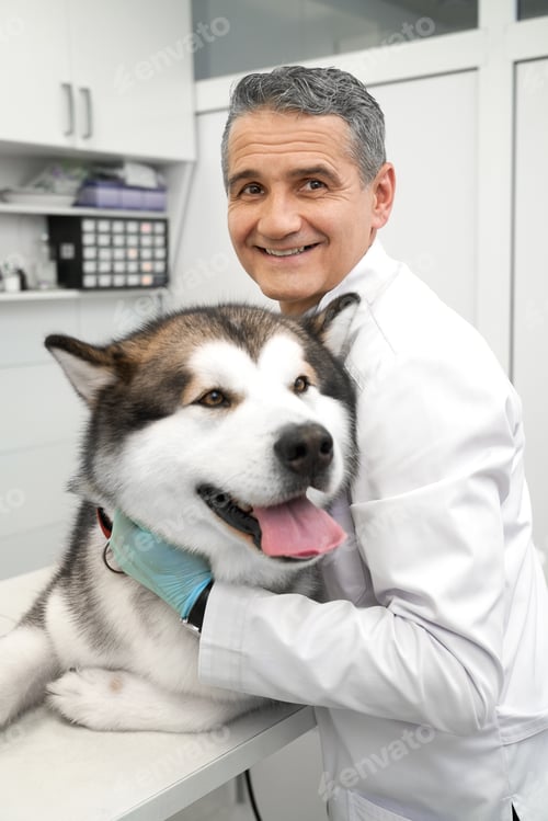 Preview: Vet hugging alaskan malamute, smiling, looking at camera