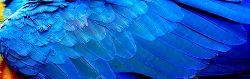 Preview: close up of Macaw wing feathers Caribbean
