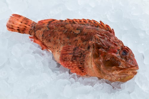 Preview: Fresh raw red scorpionfish