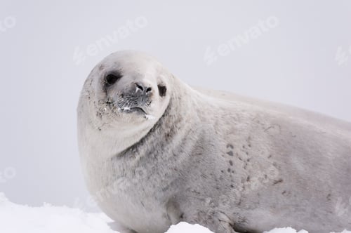 Preview: Crabeater seal (Lobodon carcinophaga) on the ice, Wilhelmina Bay, Antarctica