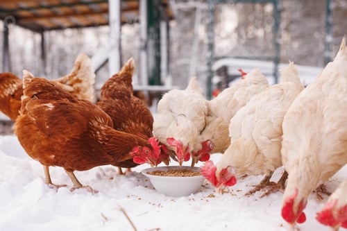 Preview: chicken eats feed and grain at an eco-poultry farm in winter, free-range chicken farm