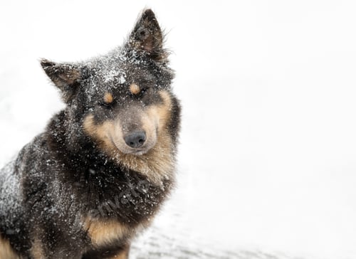 Preview: Snow-covered dog enjoys winter weather in a snowy landscape a cold day