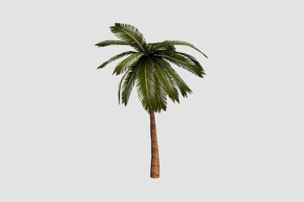 Preview: Palm Tree 3D illustration
