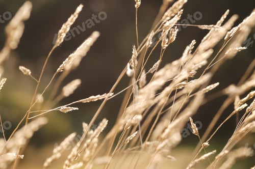 Preview: autumn grass