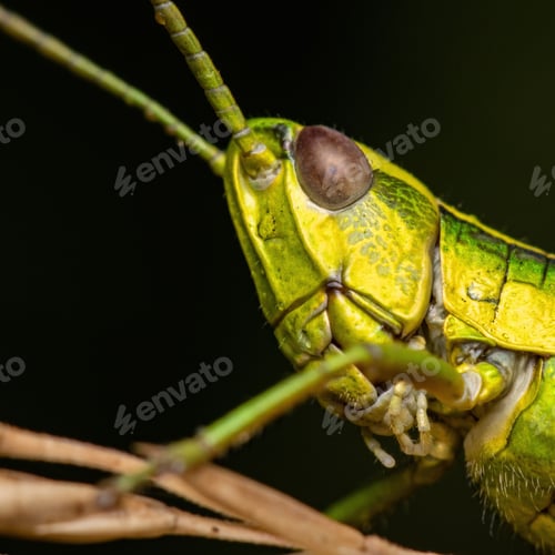 Preview: Macro shot of a grasshopper in a field under the sunlight with a dark blurry background