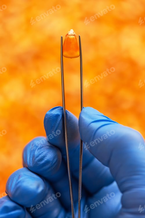 Preview: Scientist examining quality of harvested corn seed kernels