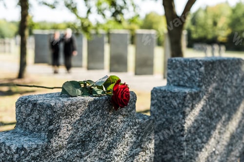 Preview: aromatic red rose on concrete tombstone in cemetery