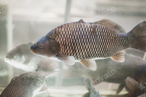 Preview: Carp fish swimming in aquarium in fish store, pisciculture, aquaculture , live fish for sale