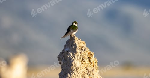 Preview: Small Bird sitting on Tufa Rock at Mono Lake