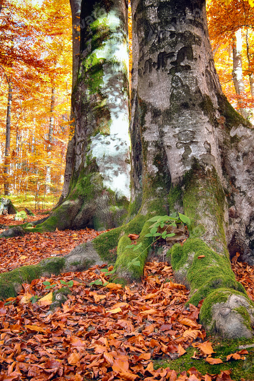 Preview: Autumn forest in the mountains