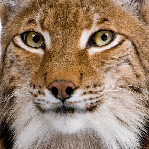 Preview: Close-up of Eurasian Lynx, Lynx lynx, 5 years old